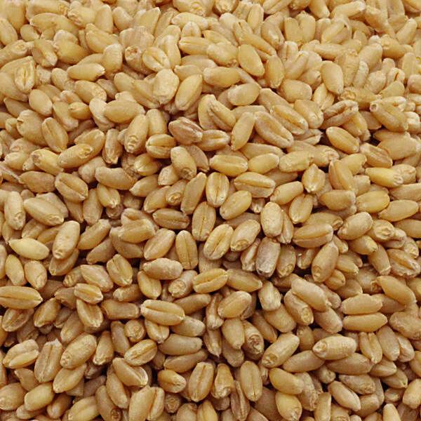 Wheat - Sharbati, 1 kg Pouch - GROFOO